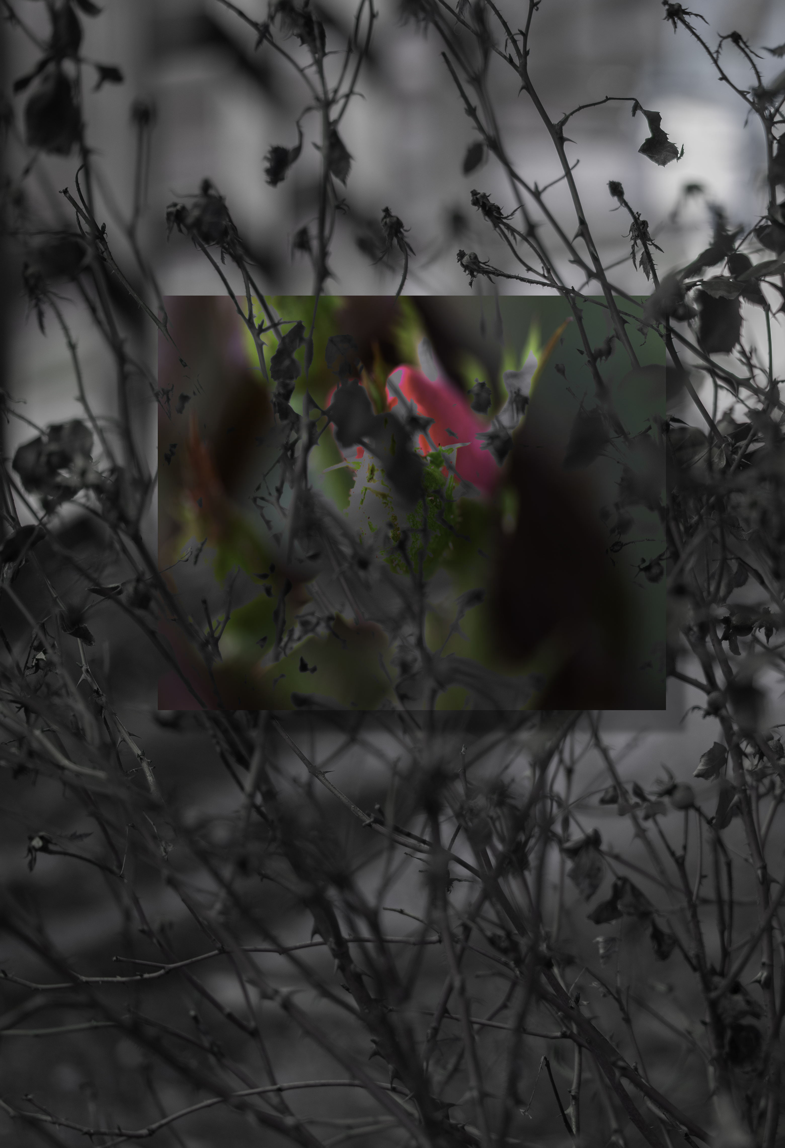 The Bloom admist the Thorns