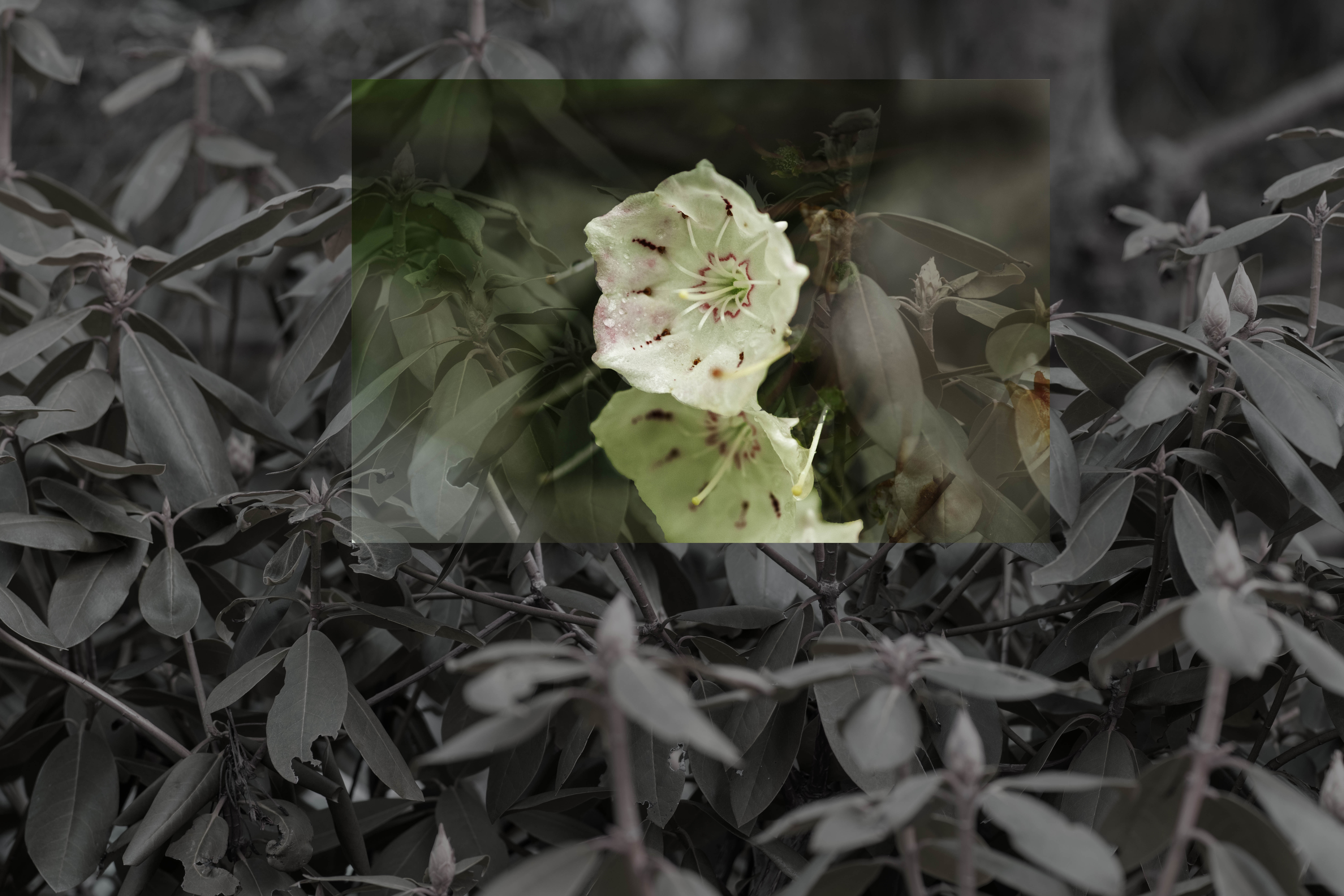 Mountain Laurel'
