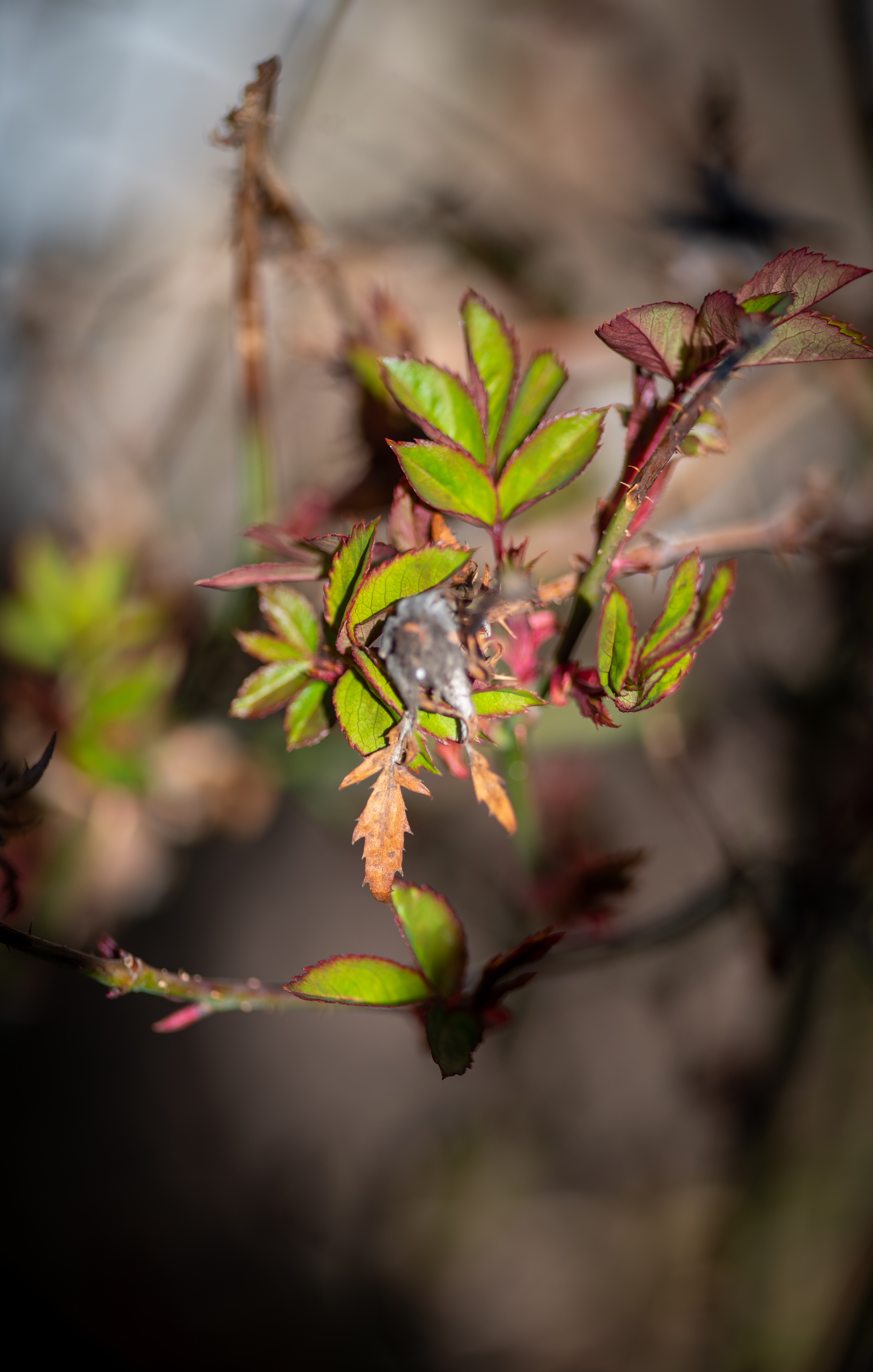 Waiting for the Rosebud to Open