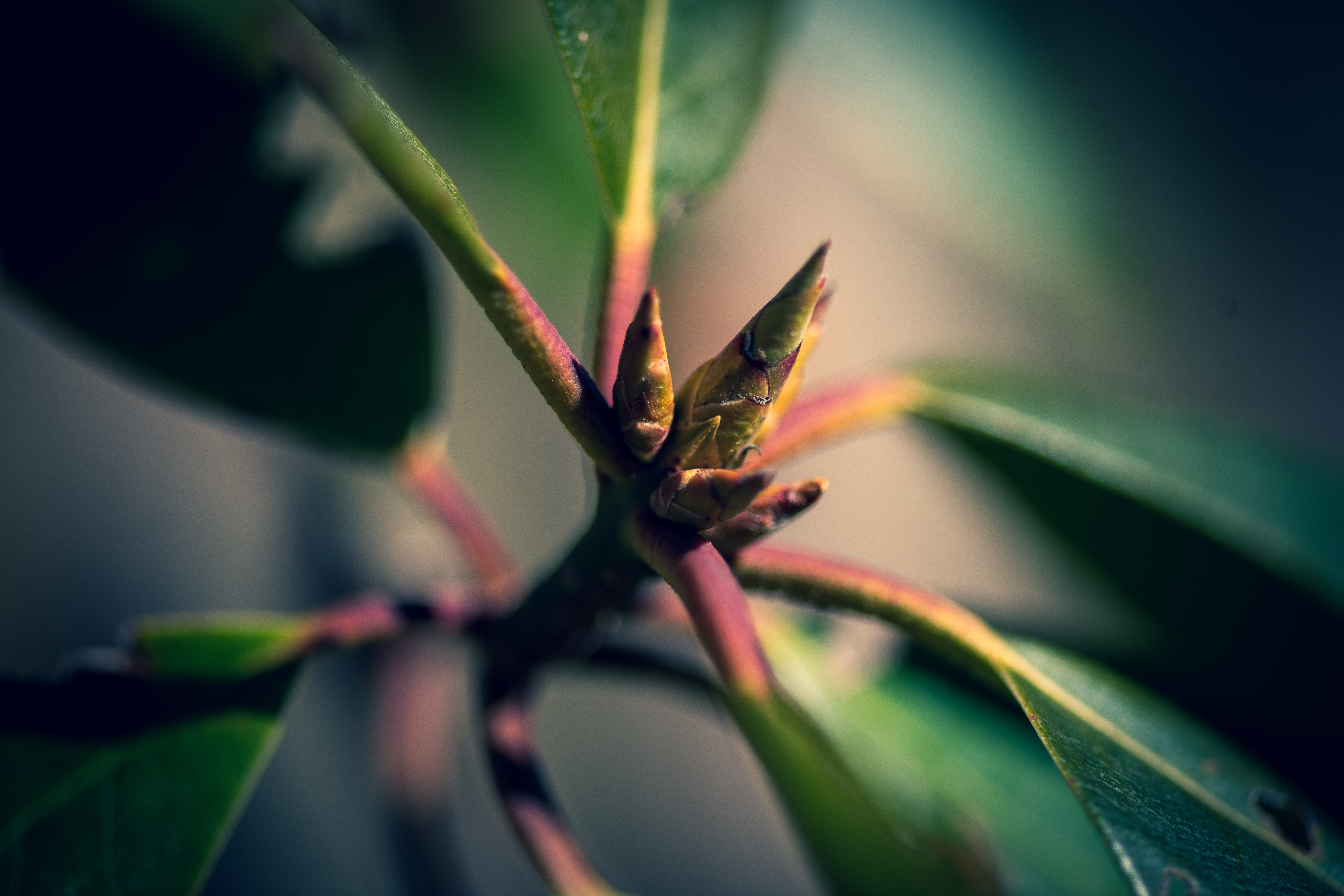 Rhododendron in waiting