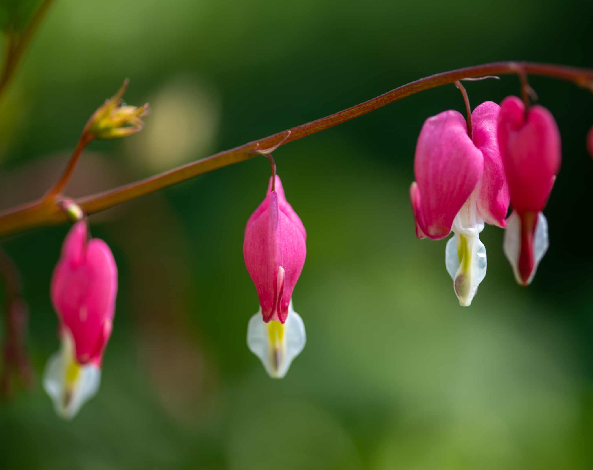 More Bleeding Hearts
