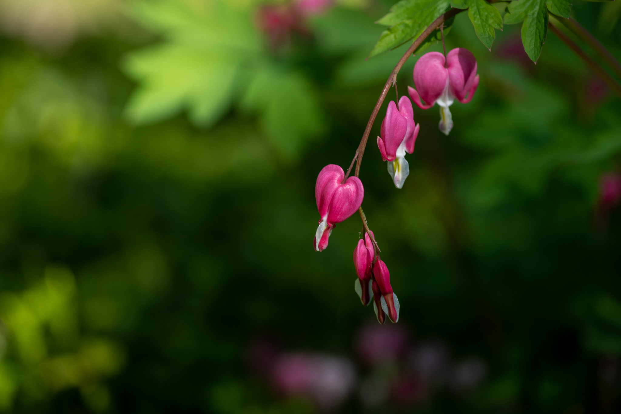 Bleeding Hearts