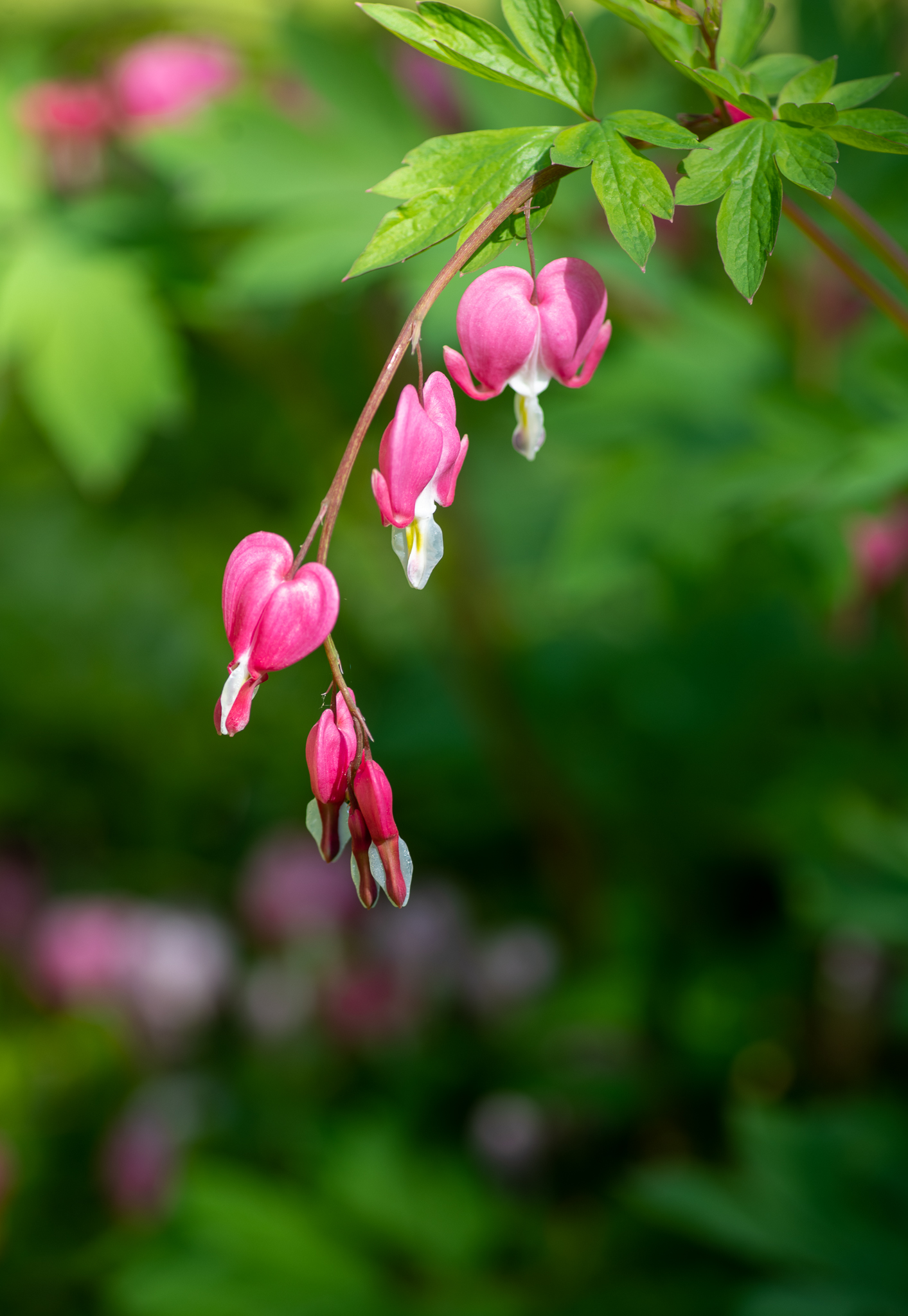 More Bleeding Hearts