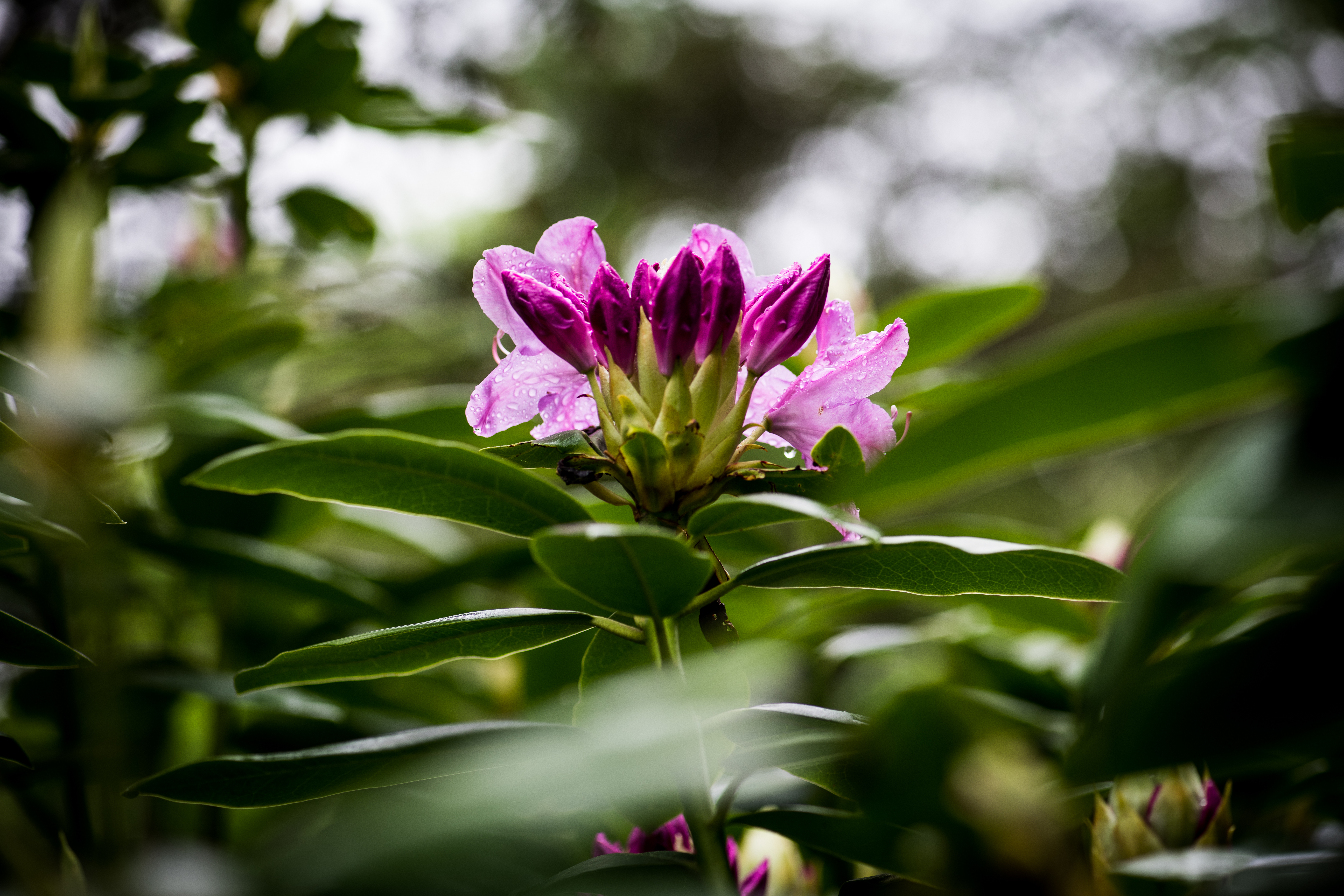 Rhododendron