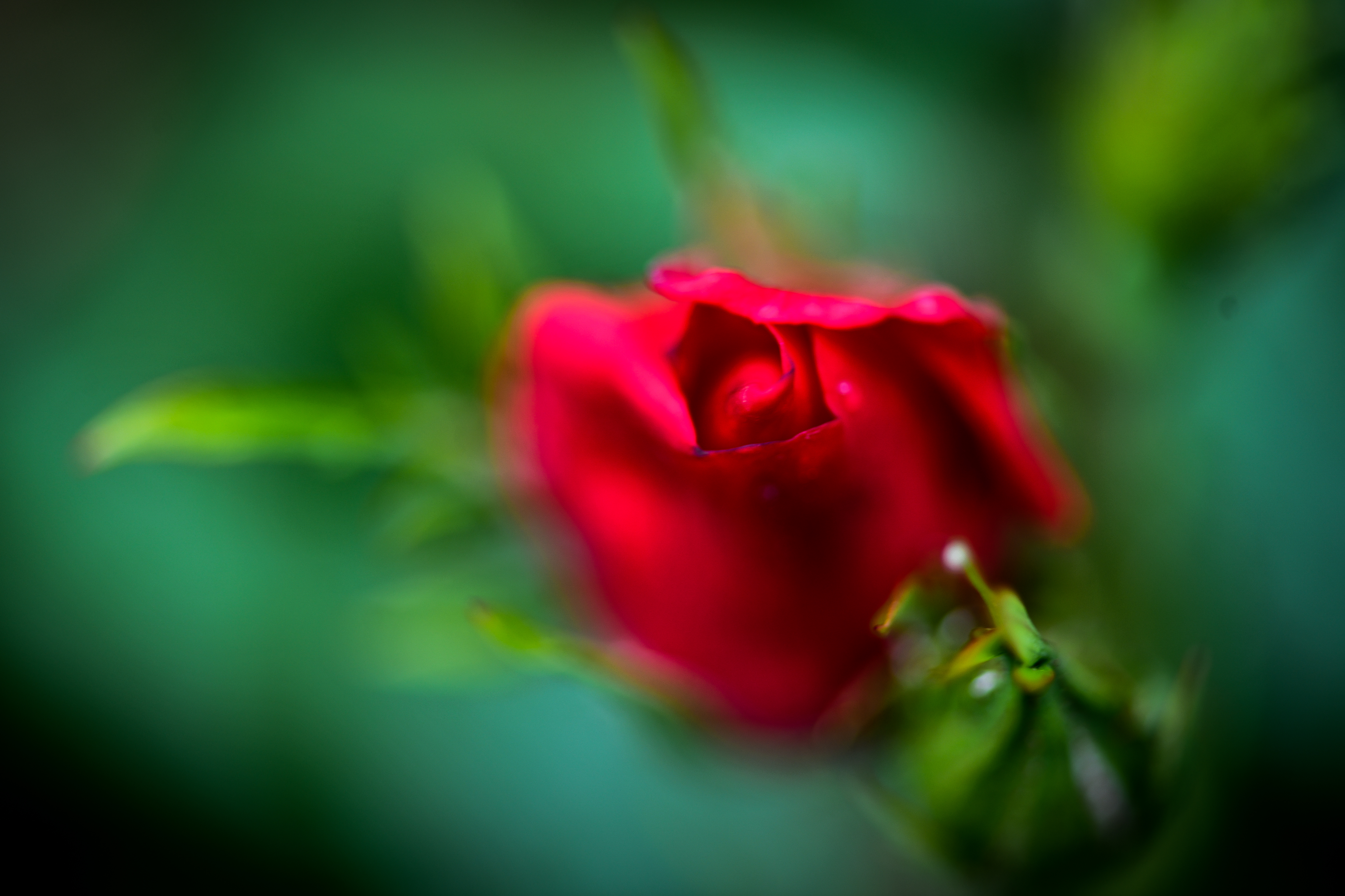 rosebud