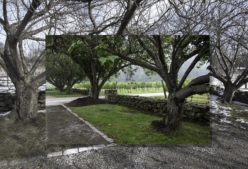 Chamard Vineyard